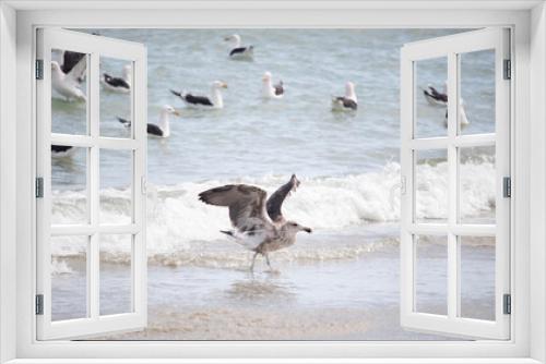 Fototapeta Naklejka Na Ścianę Okno 3D - Seagull , Seagull birds Flying, Seagull birds in water, Close up view of young seagull, beach against natural blue water background.
