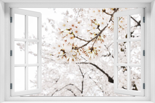 Fototapeta Naklejka Na Ścianę Okno 3D - 群馬県敷島公園　桜の風景　4月春