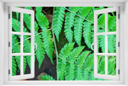 Fototapeta Naklejka Na Ścianę Okno 3D - The background of the fern. Also known as broad leaf or horse tail plant)