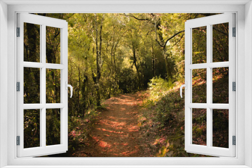 Fototapeta Naklejka Na Ścianę Okno 3D - Camino de un bosque cálido con luz natural