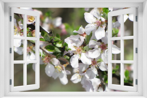Fototapeta Naklejka Na Ścianę Okno 3D - Blooming tree, early spring, beautiful view attracts the eye, romantic mood, desire for freedom and a walk