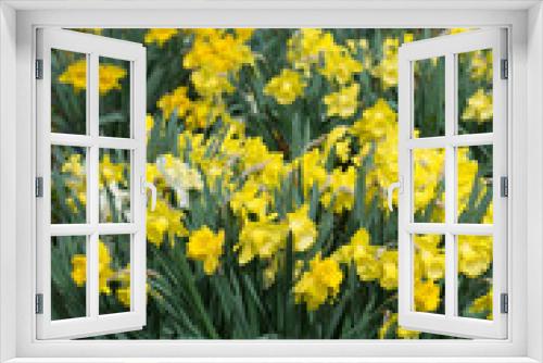 Fototapeta Naklejka Na Ścianę Okno 3D - large cluster of yellow daffodils in bloom