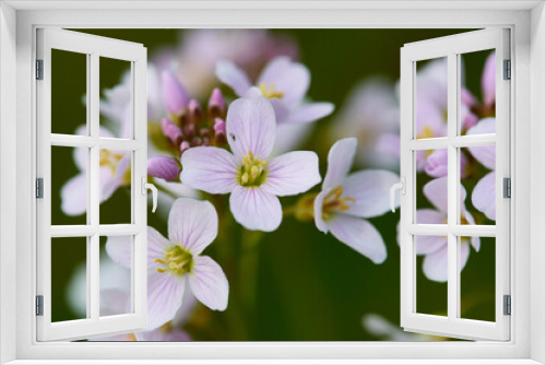 Fototapeta Naklejka Na Ścianę Okno 3D - Blüten des Wiesen-Schaumkraut (Cardamine pratensis)	