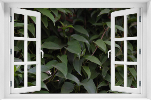 Fototapeta Naklejka Na Ścianę Okno 3D - Hedge of Guaco leaves or witch's weed (Mikania glomerata Spreng)