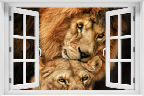 Fototapeta Naklejka Na Ścianę Okno 3D - Lion pair (Panthera leo) courtship