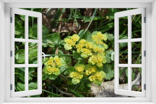 Fototapeta Naklejka Na Ścianę Okno 3D - wiosenne rośliny
