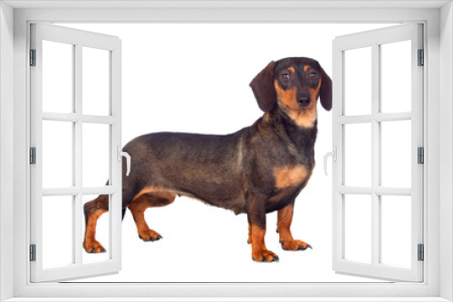 Fototapeta Naklejka Na Ścianę Okno 3D - Funny dog teckel
