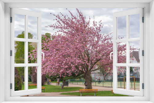 Fototapeta Naklejka Na Ścianę Okno 3D - Asnieres-Sur-Seine, France - 04 11 2021: Square Joffre marshal. Close up shot of a beautiful cherry blossom tree