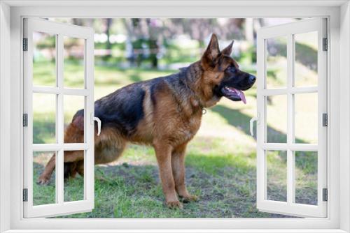 Fototapeta Naklejka Na Ścianę Okno 3D - Portrait of a german shepherd dog