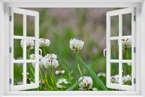 Fototapeta Naklejka Na Ścianę Okno 3D - クローバーの白い花のクローズアップ