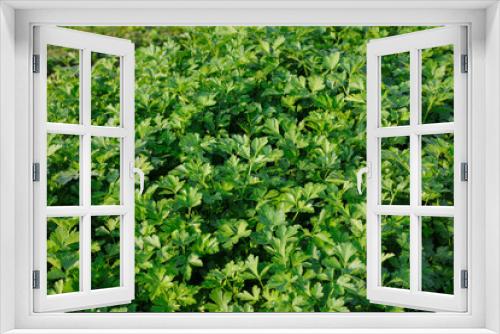 Fototapeta Naklejka Na Ścianę Okno 3D - Green parsley field. Fresh green parsley leaves.