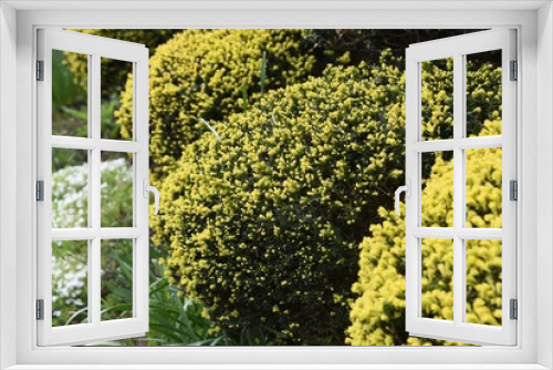 Fototapeta Naklejka Na Ścianę Okno 3D - Round pruned Dwarf Japanese Yew. Taxaceae evergreen shrub.