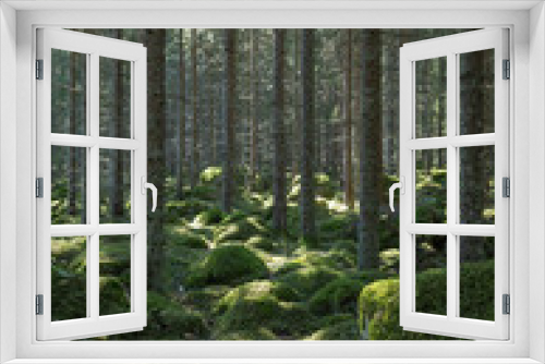 Fototapeta Naklejka Na Ścianę Okno 3D - Sunlight morning in natural forest of spruce trees with mossy green boulders.