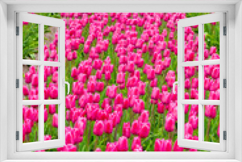 Fototapeta Naklejka Na Ścianę Okno 3D - Colorful Tulips Fields, Holland, Netherlands, Europe