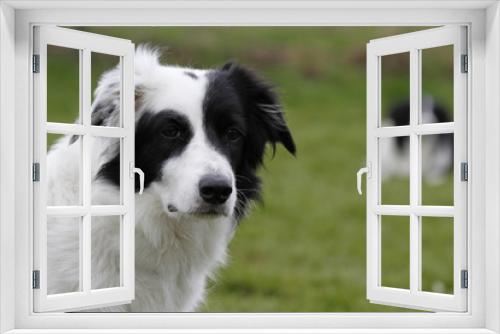 Fototapeta Naklejka Na Ścianę Okno 3D - Border Collie