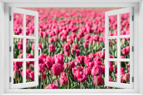 Fototapeta Naklejka Na Ścianę Okno 3D - Close up of a beautiful magical spring landscape with a Pink tulip flowers in the field, oordoostpolder, Flevoland in the Netherlands. A colorful bed of pink Dutch tulips. 