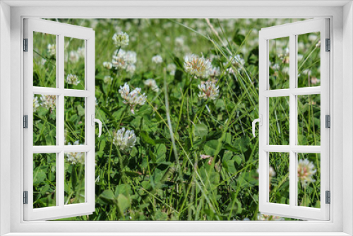 Fototapeta Naklejka Na Ścianę Okno 3D - Young clover flowers in dense green grass