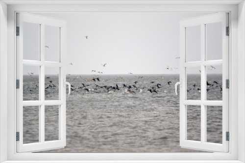 Fototapeta Naklejka Na Ścianę Okno 3D - Stado  ptaków żerujące na ławicy ryb