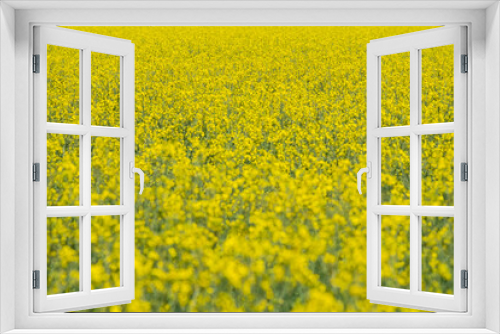 Fototapeta Naklejka Na Ścianę Okno 3D - Field of yellow flowers in spring