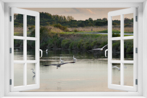 Fototapeta Naklejka Na Ścianę Okno 3D - Oiseaux dans les marais
