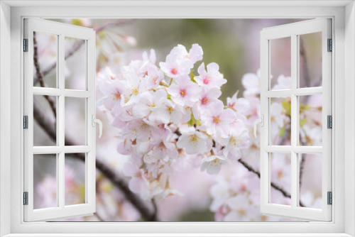 Fototapeta Naklejka Na Ścianę Okno 3D - 春が来た　満開の桜