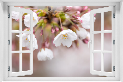 Fototapeta Naklejka Na Ścianę Okno 3D - Sakura ( Cherry blossom )