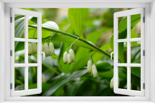Fototapeta Naklejka Na Ścianę Okno 3D - polygonatum odoratum variegatum plant with white flowers close up