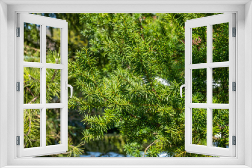 Fototapeta Naklejka Na Ścianę Okno 3D - Detail of the green tree branch