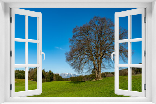 Fototapeta Naklejka Na Ścianę Okno 3D - Blick zwischen Bäumen hindurch auf den Säntis und das Alpsteinmassiv. Landschaft bei Düns am Anfang des Grossen Walsertal. schneebedeckte Bergspitzen im Frühling. trockene Wiesen an steilen Abhängen