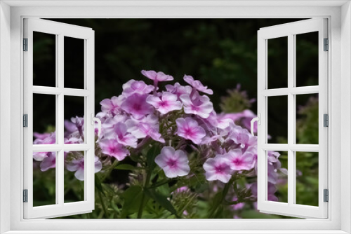Fototapeta Naklejka Na Ścianę Okno 3D - Purple flowers in the garden