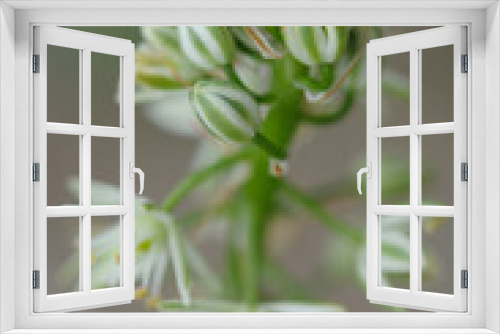 Fototapeta Naklejka Na Ścianę Okno 3D - close up of allium blossoms on a neutral background
