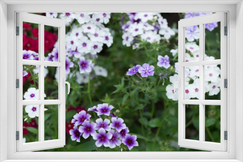 Fototapeta Naklejka Na Ścianę Okno 3D - white and white-violet phlox in bloom
