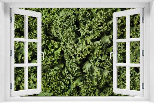 Fototapeta Naklejka Na Ścianę Okno 3D - Fresh kale cabbage as background