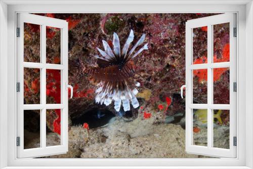 Fototapeta Naklejka Na Ścianę Okno 3D - Red lionfish under a rock (Playa del Carmen, Quintana Roo, Yucatan, Mexico)