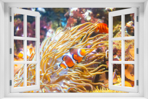 Fototapeta Naklejka Na Ścianę Okno 3D - Colorful fish clown hiding in its anemone host on a tropical coral reef.