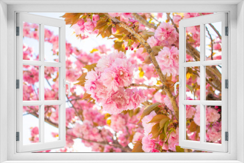 Fototapeta Naklejka Na Ścianę Okno 3D - 花桃が密集している風景