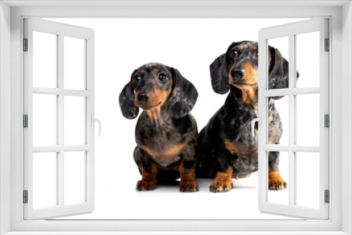 Fototapeta Naklejka Na Ścianę Okno 3D - Dachshund dog portrait, mother dog and puppy, marbled color