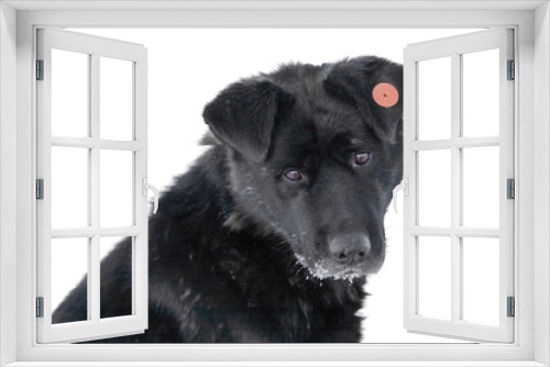 Fototapeta Naklejka Na Ścianę Okno 3D - Sad muzzle of dog with a tag in the ear is looking. In dogs, ear-notching is the most common way of identifying stray and feral animals that have been vaccinated and surgically sterilized.