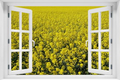 Fototapeta Naklejka Na Ścianę Okno 3D - yellow rapeseed field close up