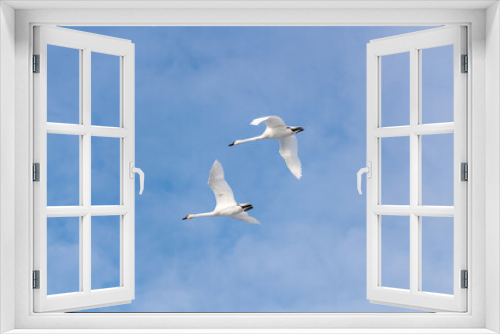 Fototapeta Naklejka Na Ścianę Okno 3D - White, arctic trumpeter swans flying across a northern Canadian spring time landscape in April on their way to breeding grounds at the Bering Sea. Clouds in blue sky background. 