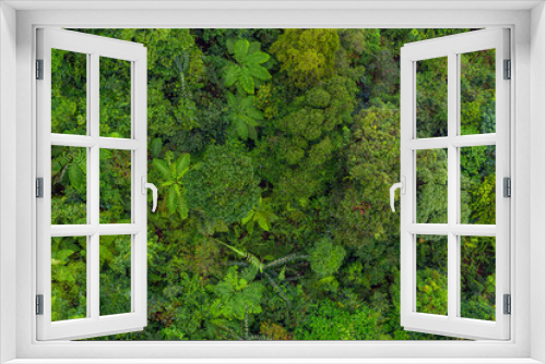 Fototapeta Naklejka Na Ścianę Okno 3D - Aerial top view of tropical forest - beautiful tranquil scenery in jungle -  tree view from above - healthy environment and Rainforest ecosystem concept