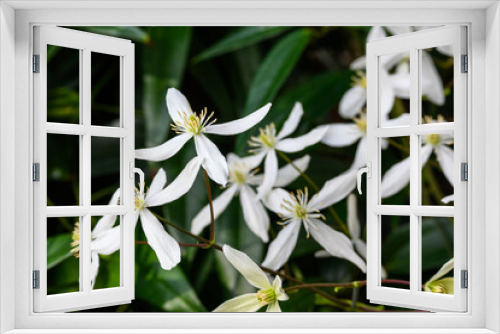 Fototapeta Naklejka Na Ścianę Okno 3D - Creamy white flowers of winter blooming evergreen clematis, welcome to spring
