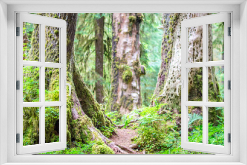 Fototapeta Naklejka Na Ścianę Okno 3D - Hoh Trees