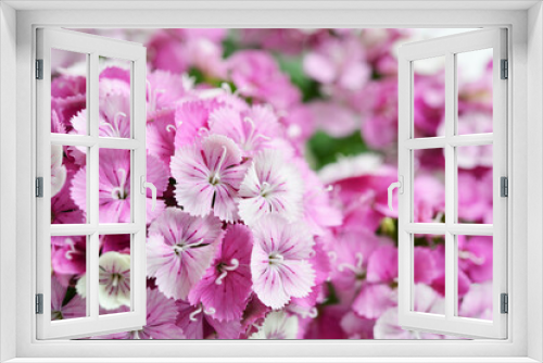 Fototapeta Naklejka Na Ścianę Okno 3D - 淡い色のなでしこの花