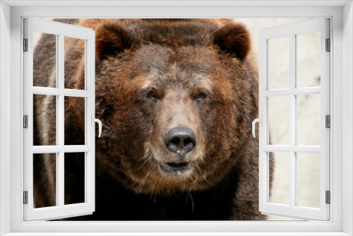 Fototapeta Naklejka Na Ścianę Okno 3D - old grizzly bear