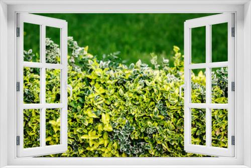 Fototapeta Naklejka Na Ścianę Okno 3D - Beautiful green live wall of bush plants outdoors