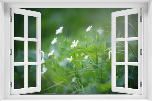 Fototapeta Naklejka Na Ścianę Okno 3D - Łąka wiosenna z białymi malutkimi kwiatkami. Polne białe kwiaty
