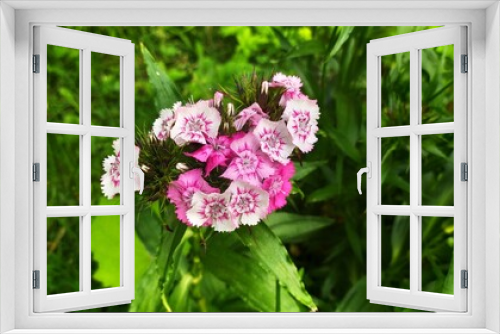 Fototapeta Naklejka Na Ścianę Okno 3D - pink and white turkish carnation