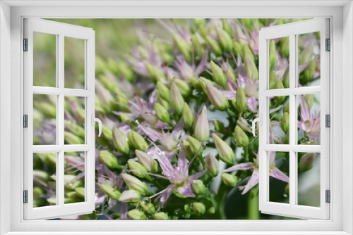 Fototapeta Naklejka Na Ścianę Okno 3D - Fiorellini