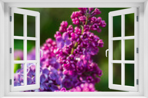 Fototapeta Naklejka Na Ścianę Okno 3D - Close-up photo flowers purple lilac tree nature spring garden 
